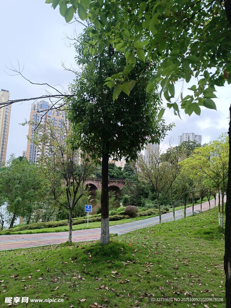 城市中的静谧绿意公园