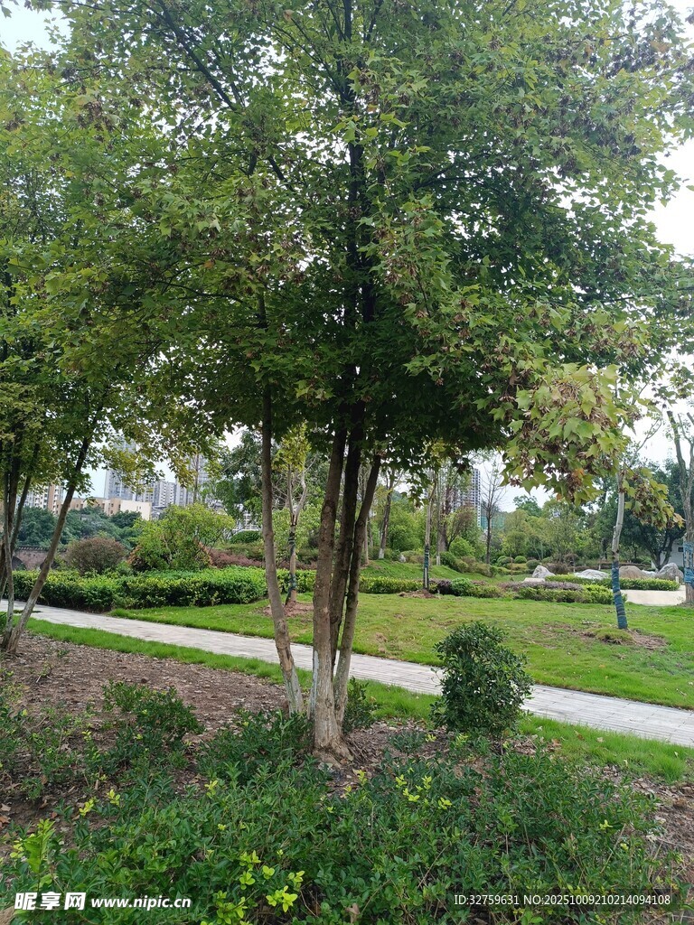城市中的静谧绿树景观