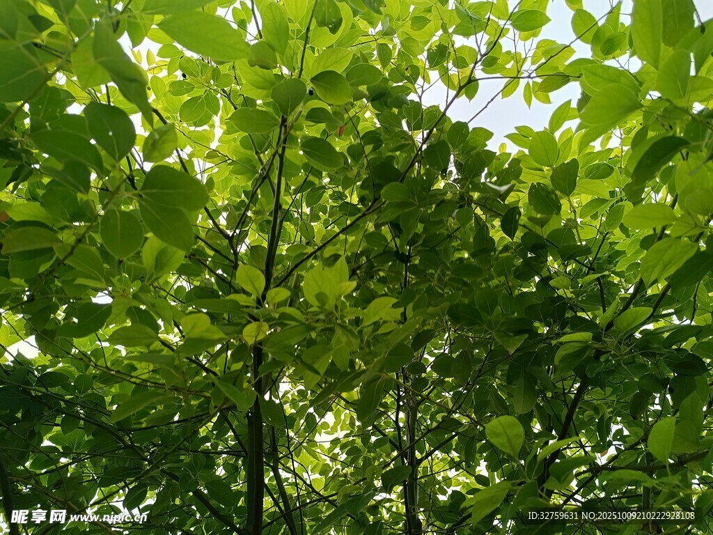 阳光洒落的翠绿树林
