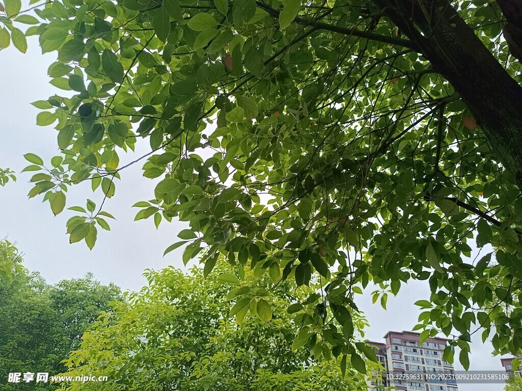 绿叶繁茂的树冠景观