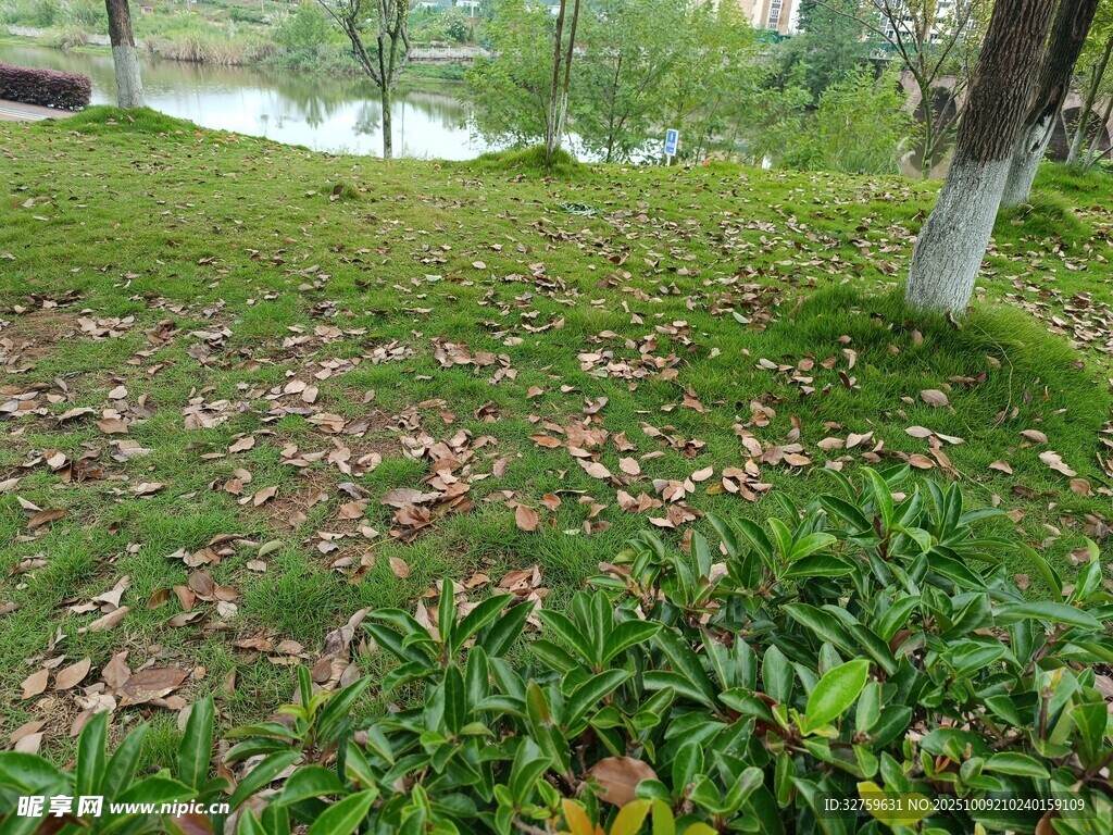 草地落叶与绿植景致