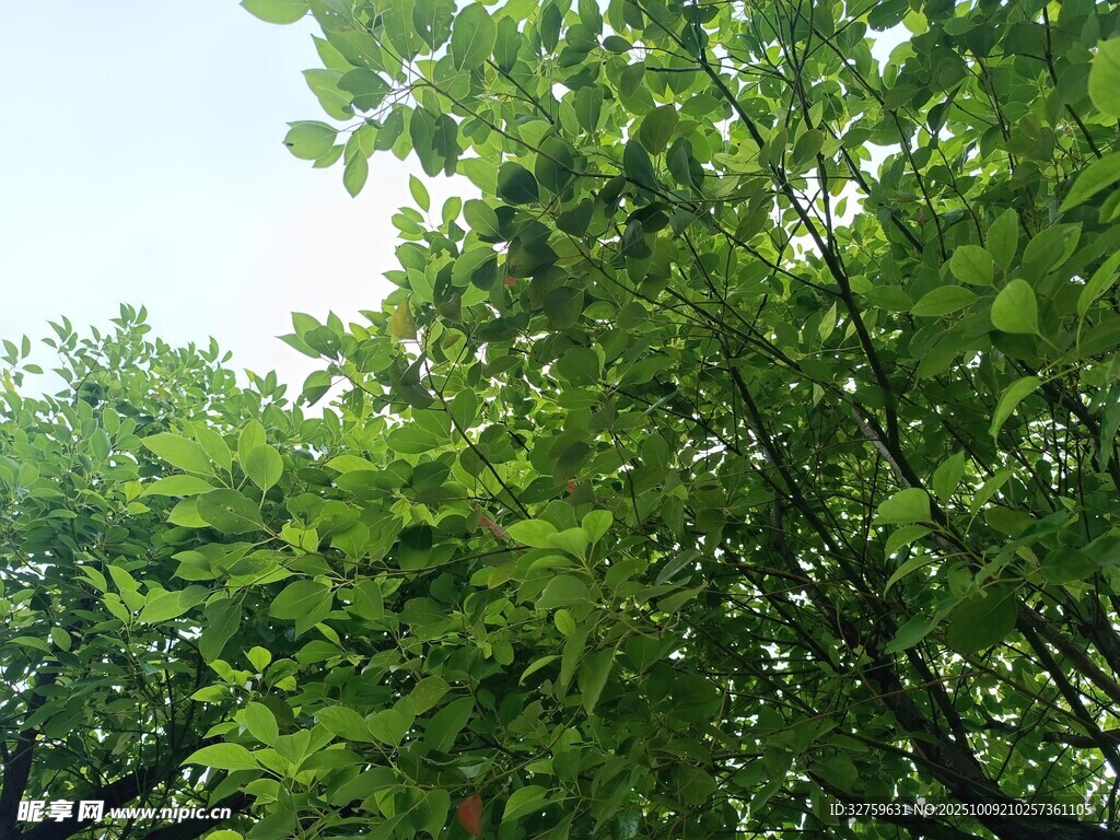 繁茂绿叶展现自然生机