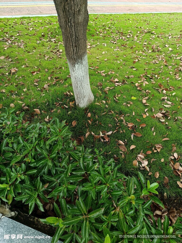 树下绿植景观