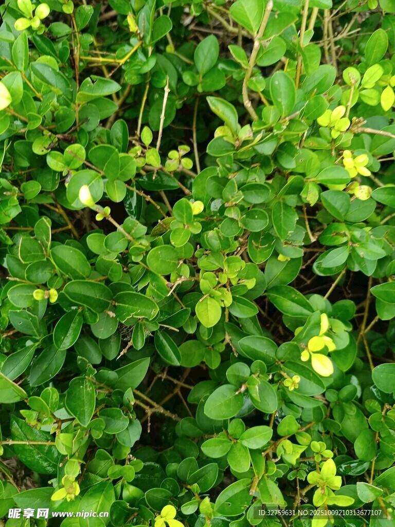 翠绿繁茂的植物叶片