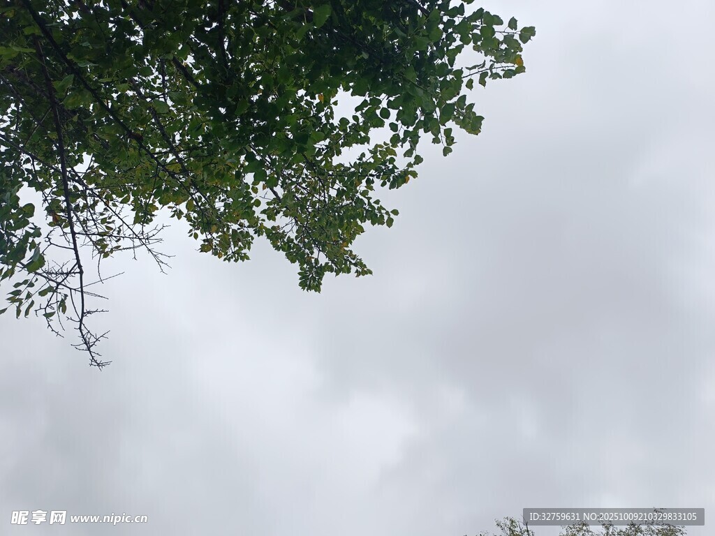 仰视天空中的繁茂枝叶