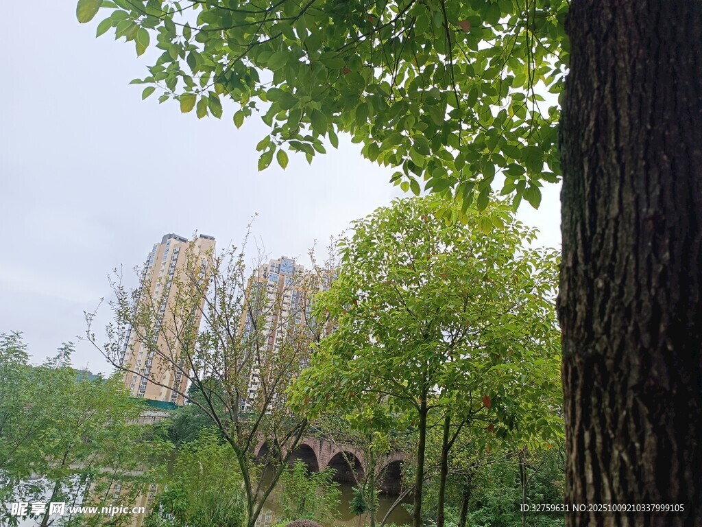 城市中葱郁树木与建筑景观