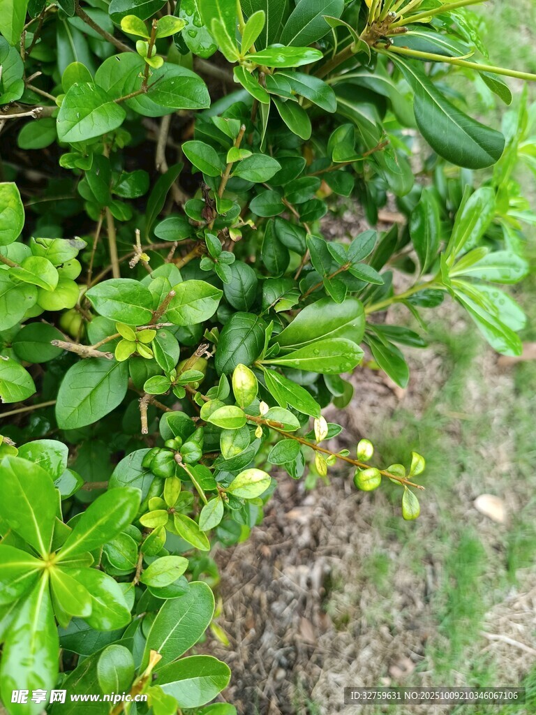 绿叶间的青果