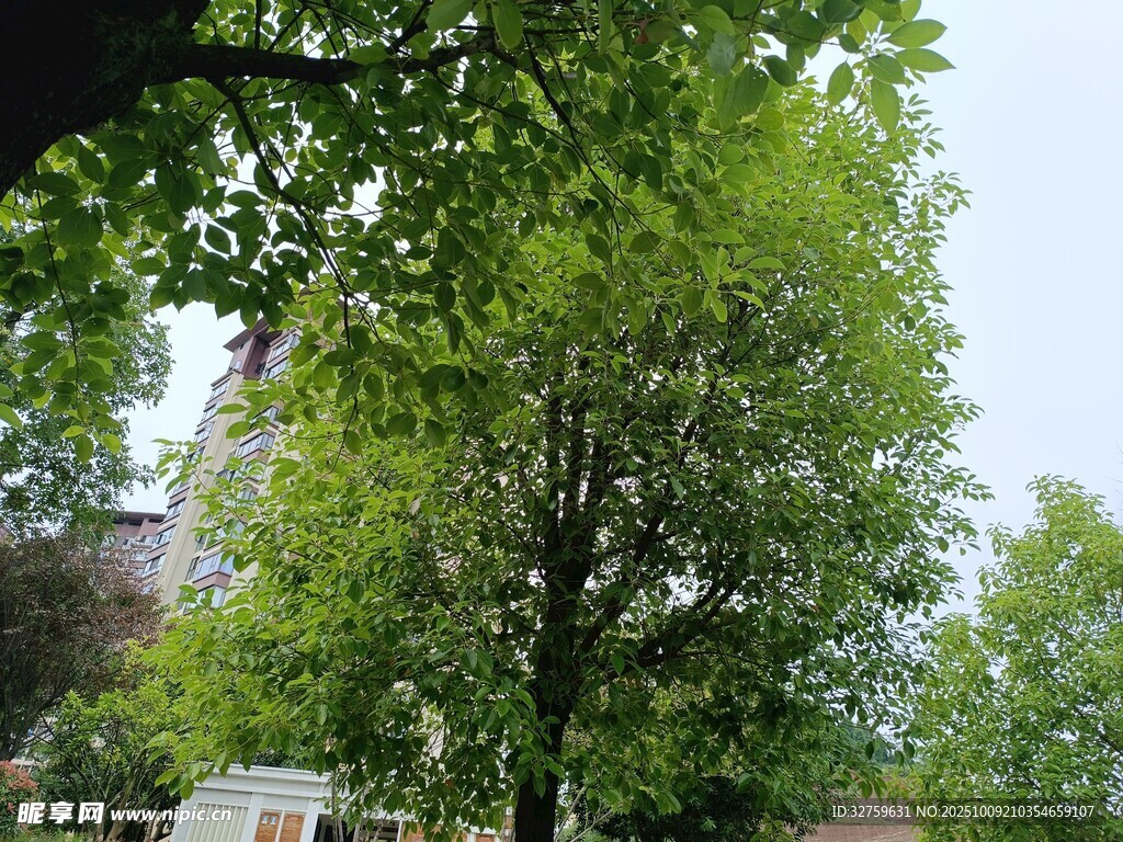 绿树成荫的户外景致