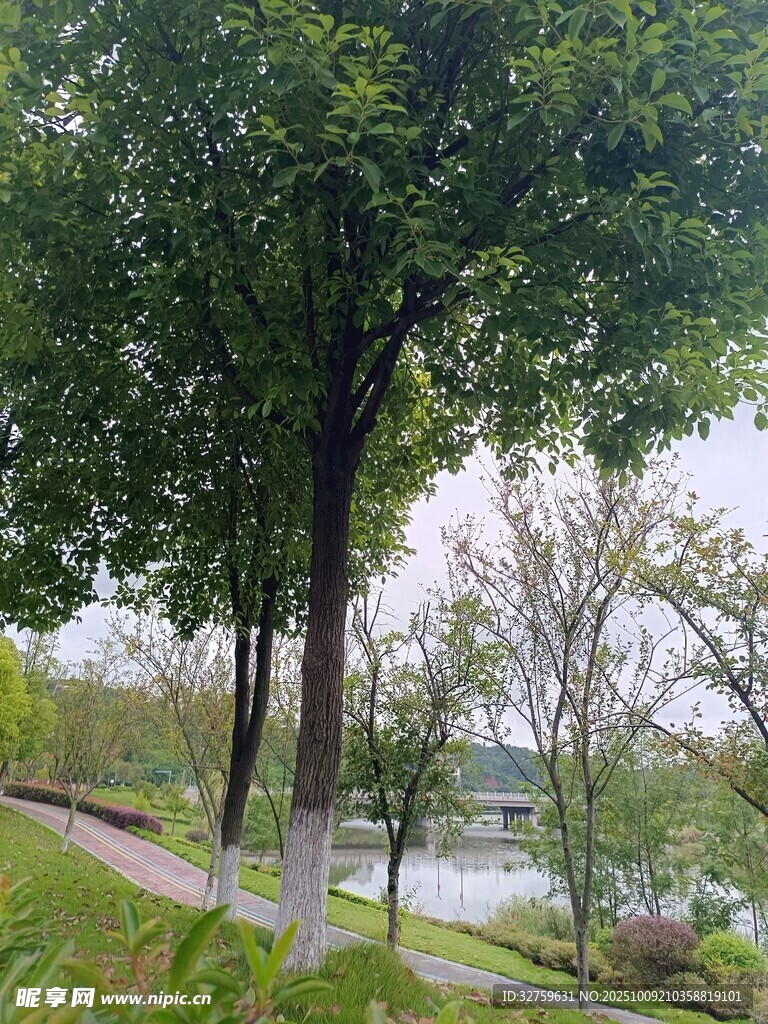 林间小径旁的葱郁树木