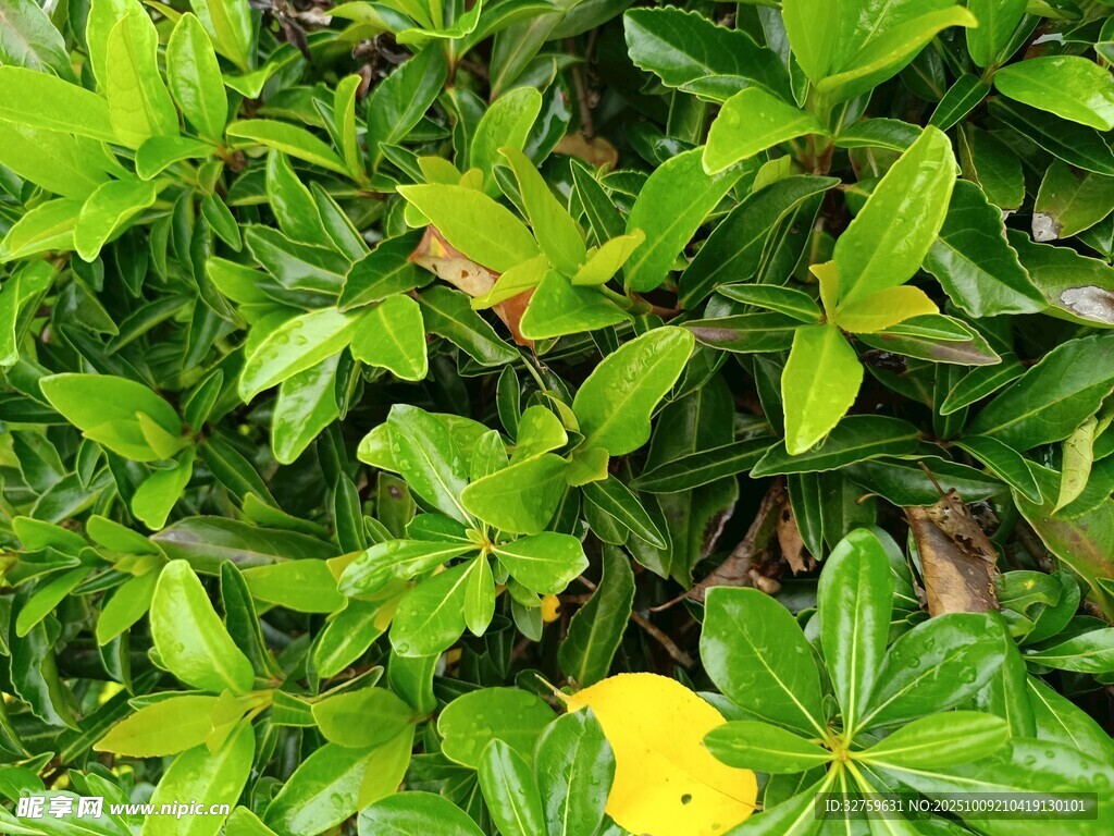 翠绿植物中的一抹黄