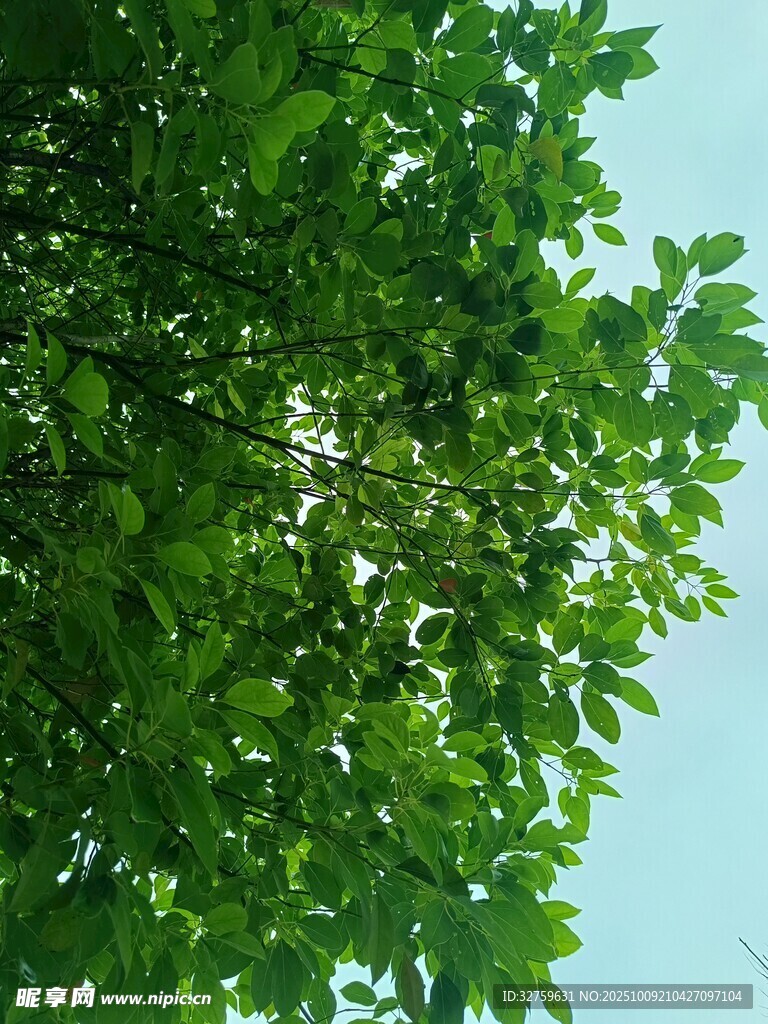 绿叶蓝天 