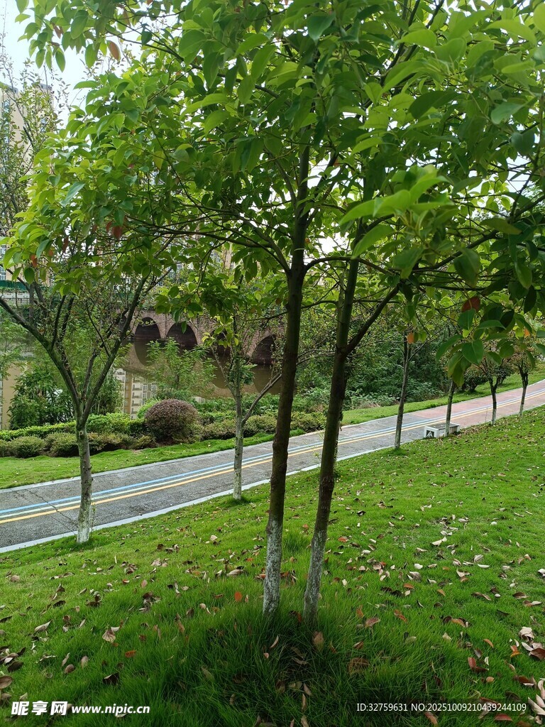 林间小路旁的葱郁绿树