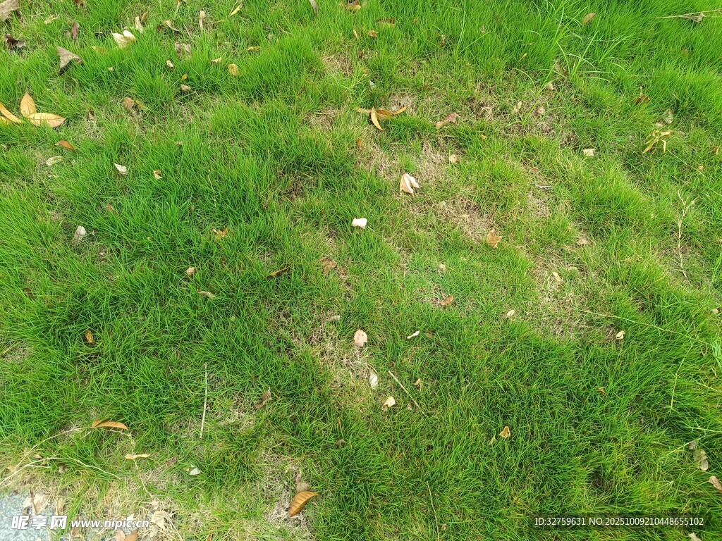 翠绿草地近景