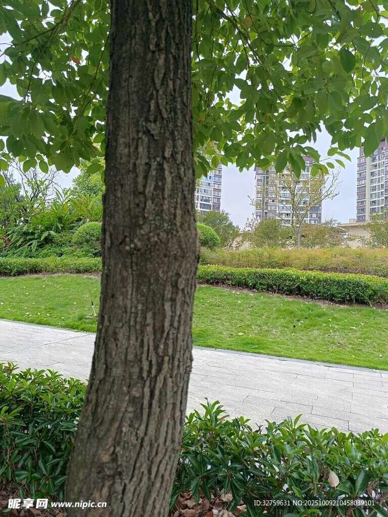 公园内的树木与绿地景观