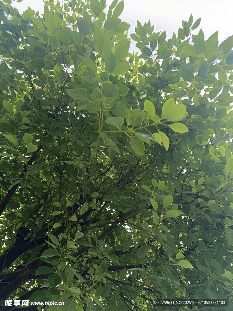 茂密绿叶的繁茂树冠