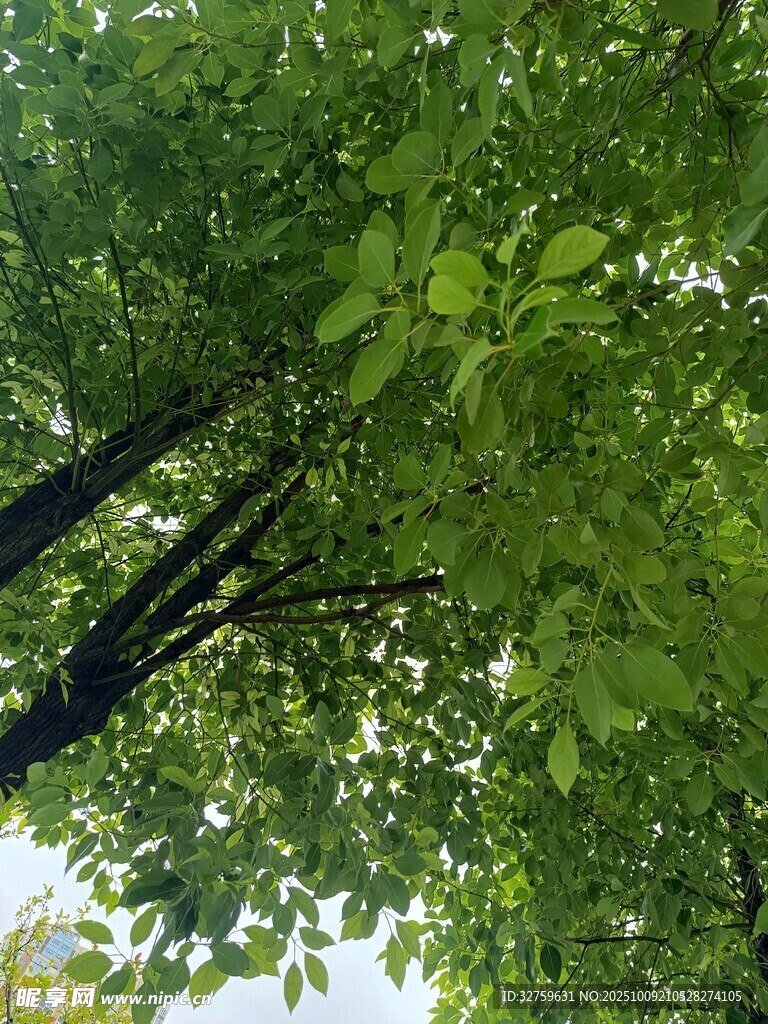 仰视繁茂绿树树冠