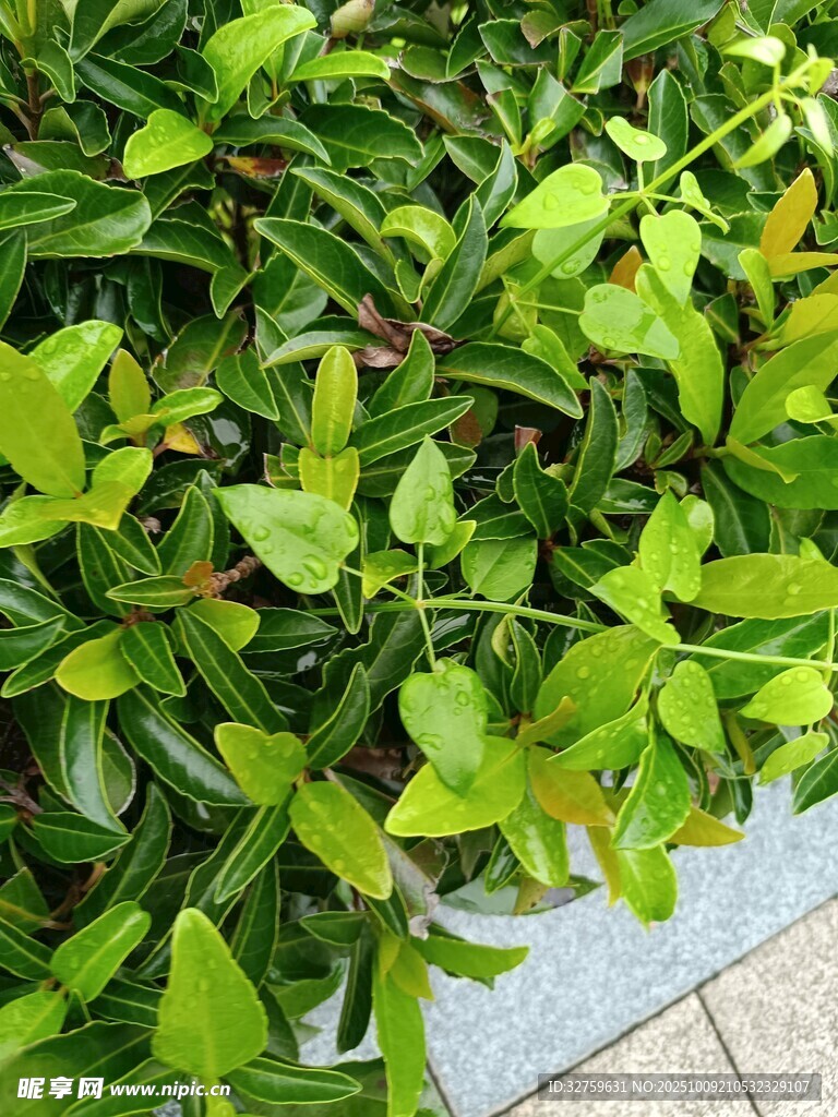 翠绿繁茂的叶片景观