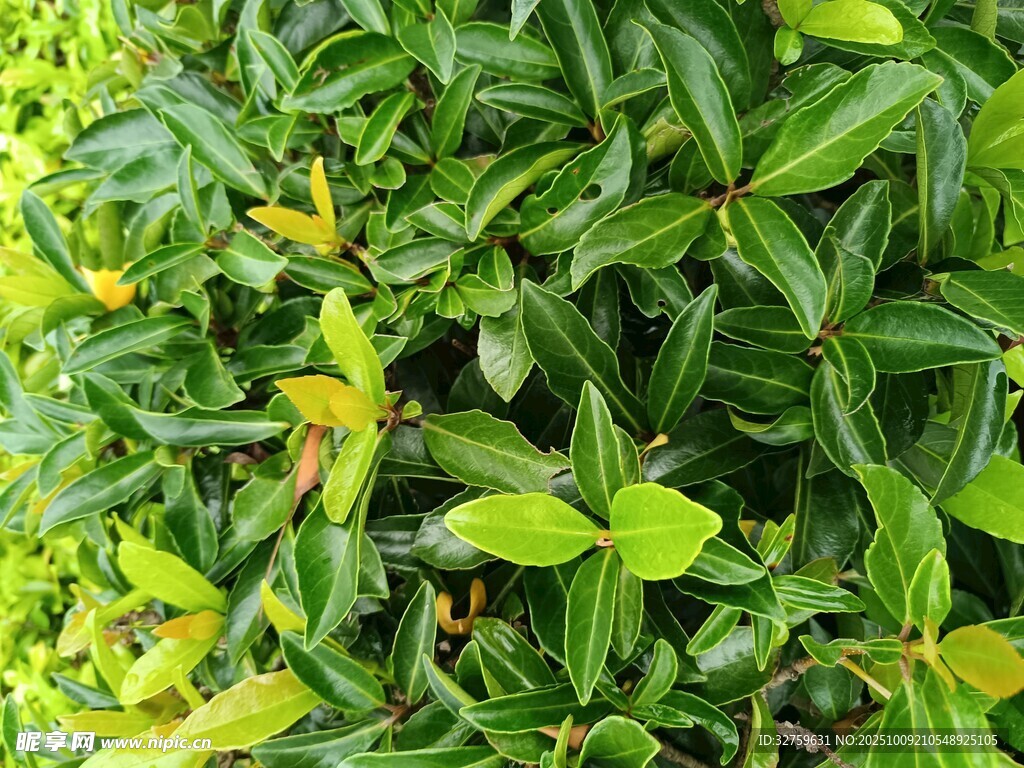 翠绿繁茂的生机叶片