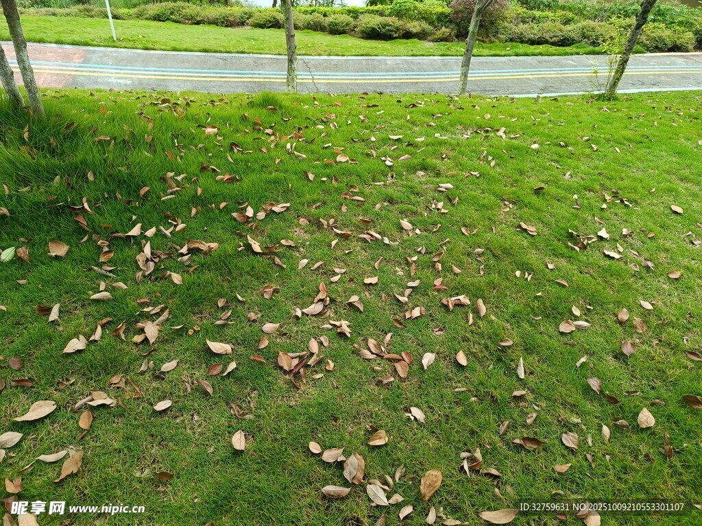 草地散落枯叶景象
