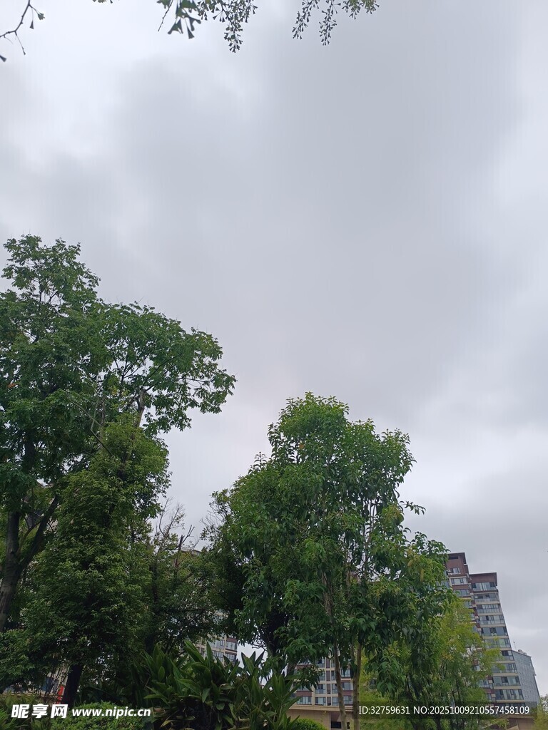 阴天绿树景观