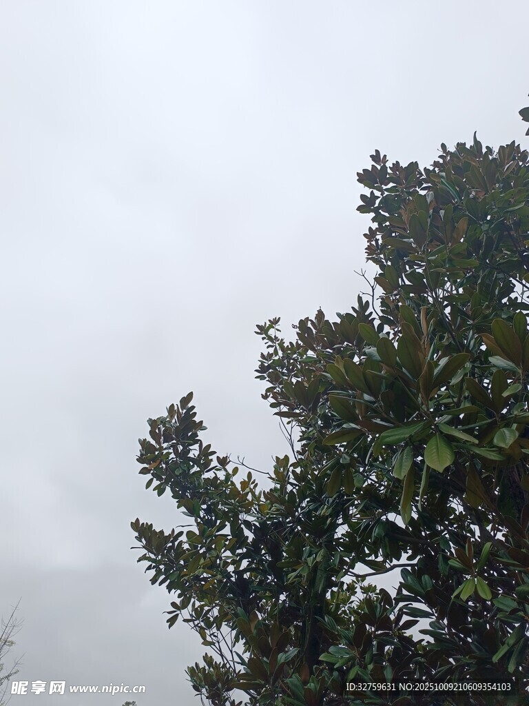 阴天中的茂盛树木
