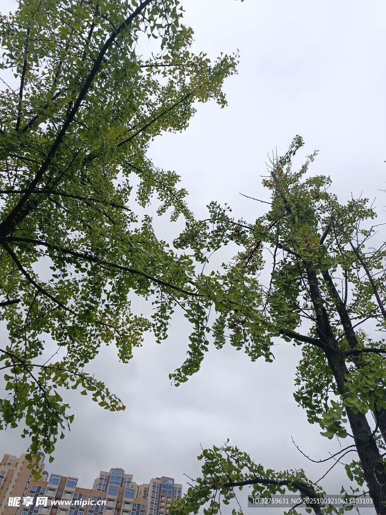 绿树映天 