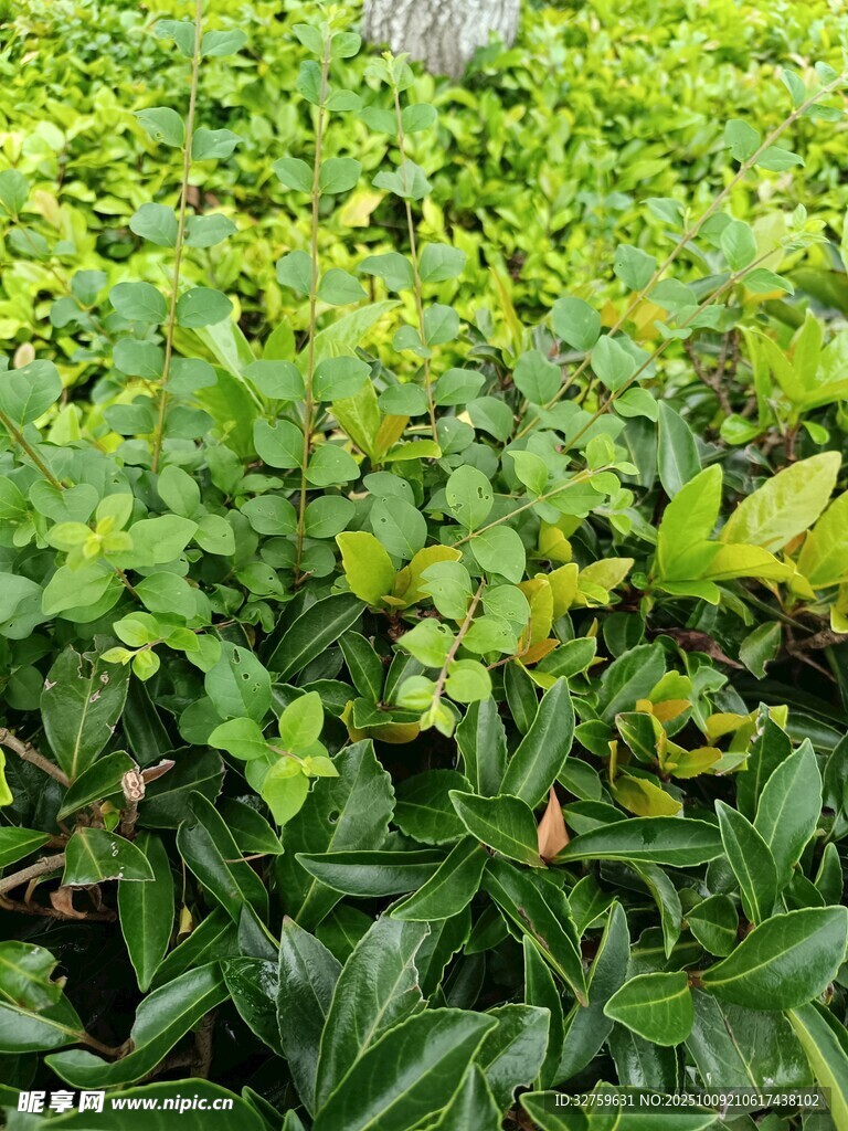 翠绿繁茂的地面绿植景观