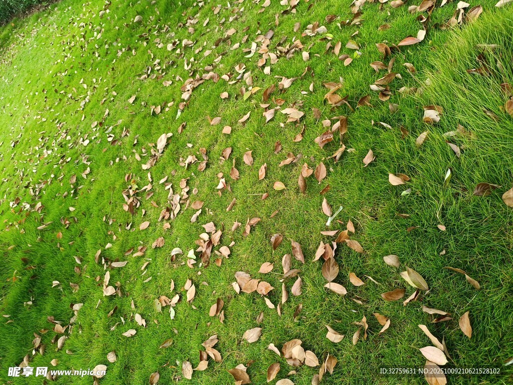 绿草间散落的枯黄树叶