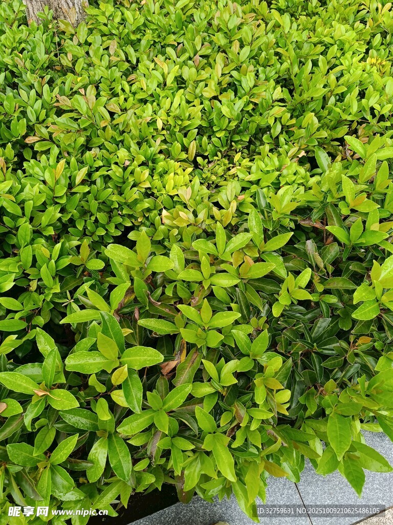 翠绿繁茂的绿植景观