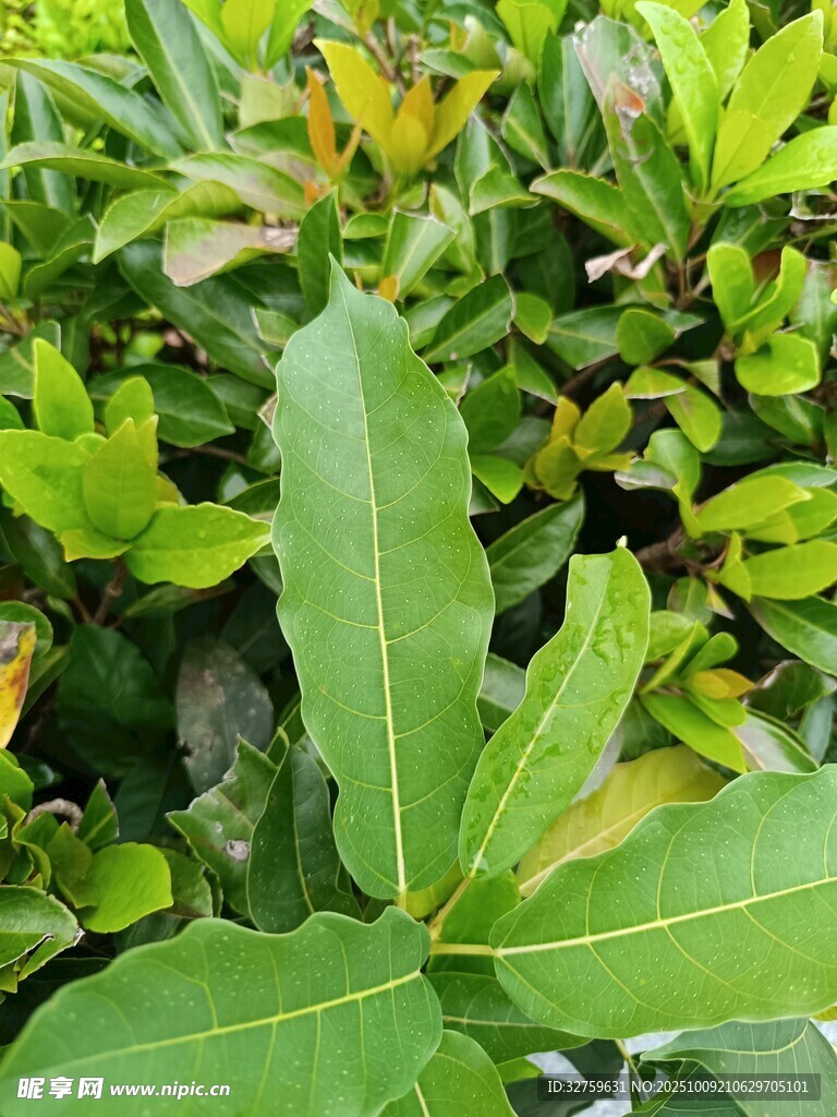 绿叶植物特写