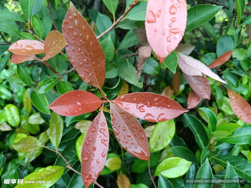 红叶点缀翠绿植物