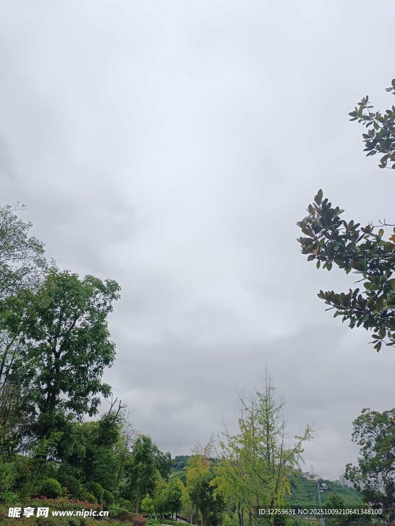 阴天中的葱郁树林