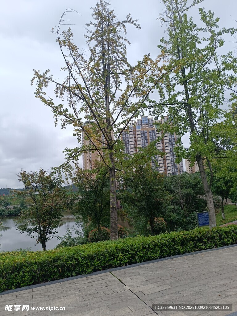城市路边的绿树景观
