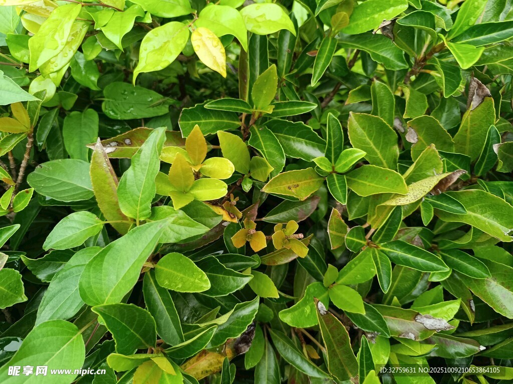 翠绿繁茂的植物景象