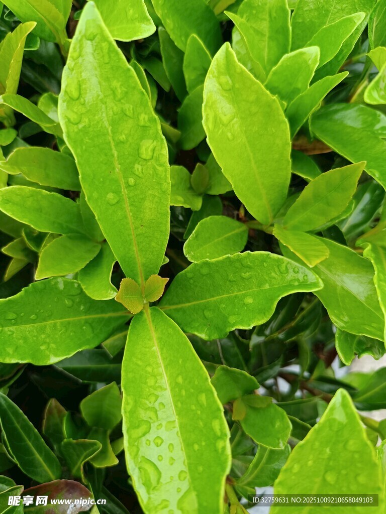 翠绿欲滴的鲜嫩叶片