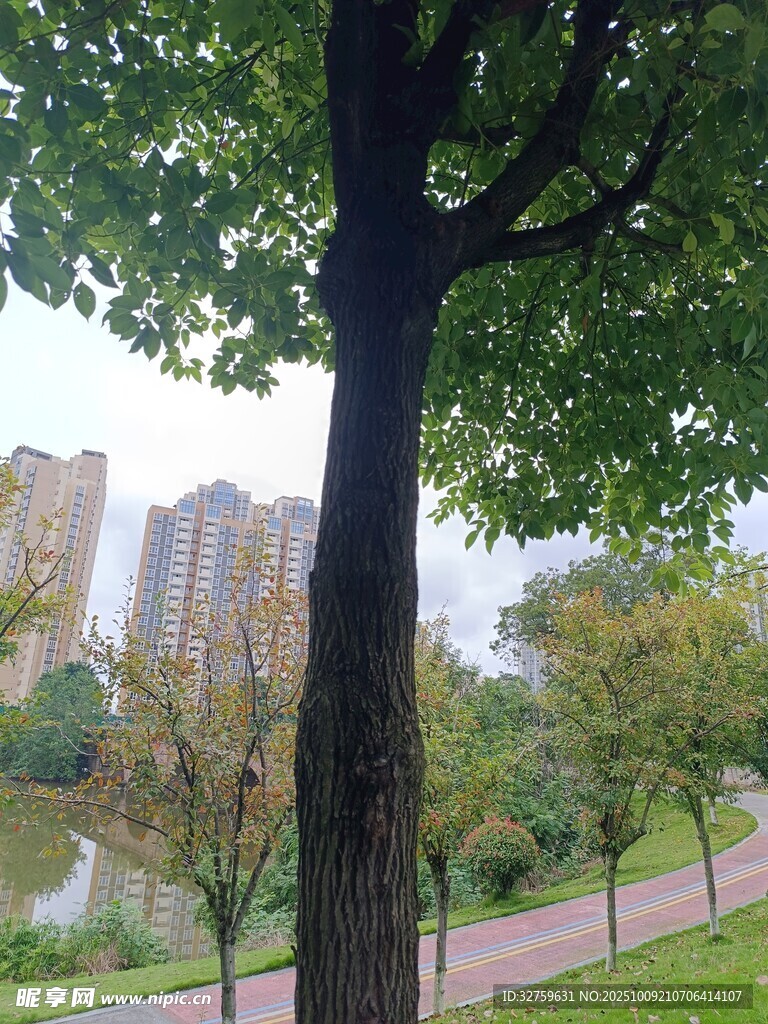 城市公园中的绿树景观