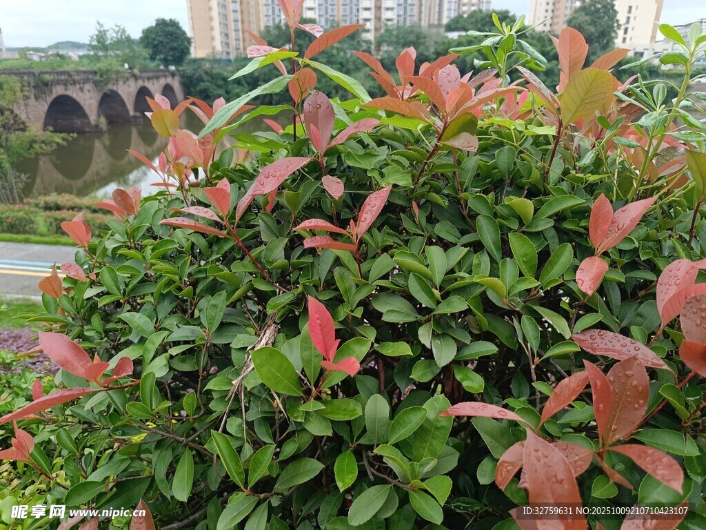 红绿叶植物特写