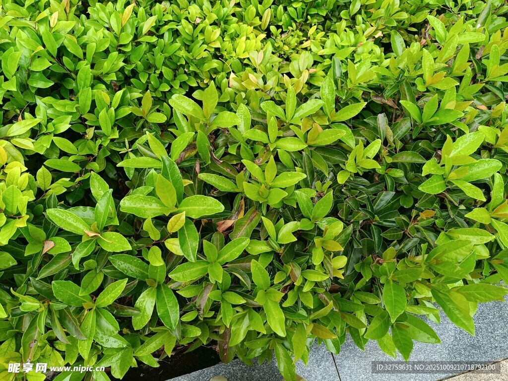翠绿繁茂的绿植景观