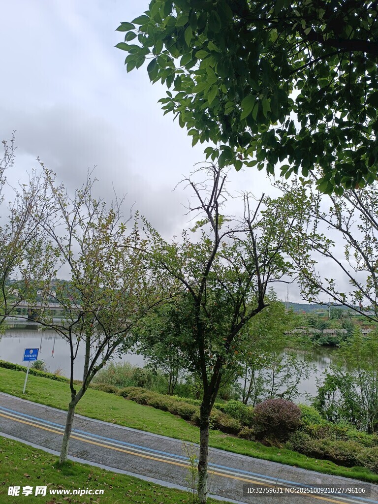 湖畔绿树成荫的宁静风光