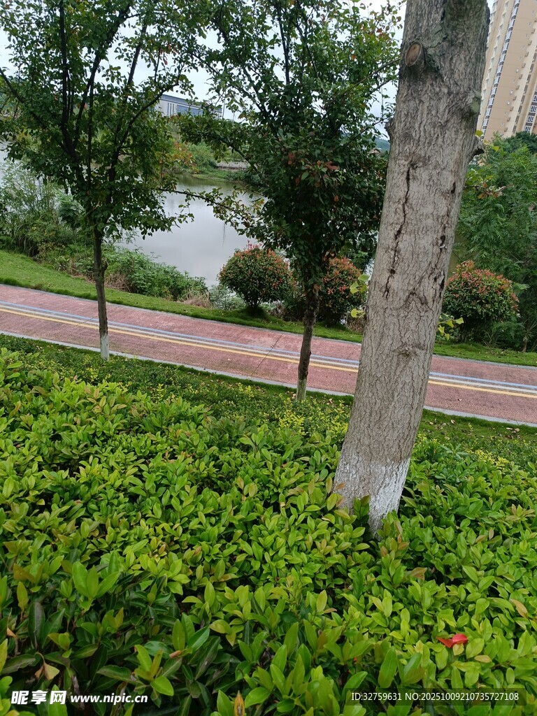 公园绿植与湖景一角