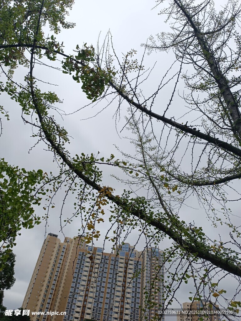 高楼间枯树与绿叶景象