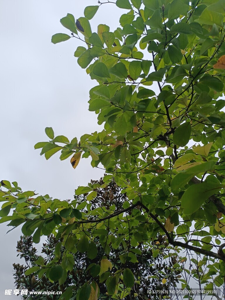 绿叶繁茂的树枝