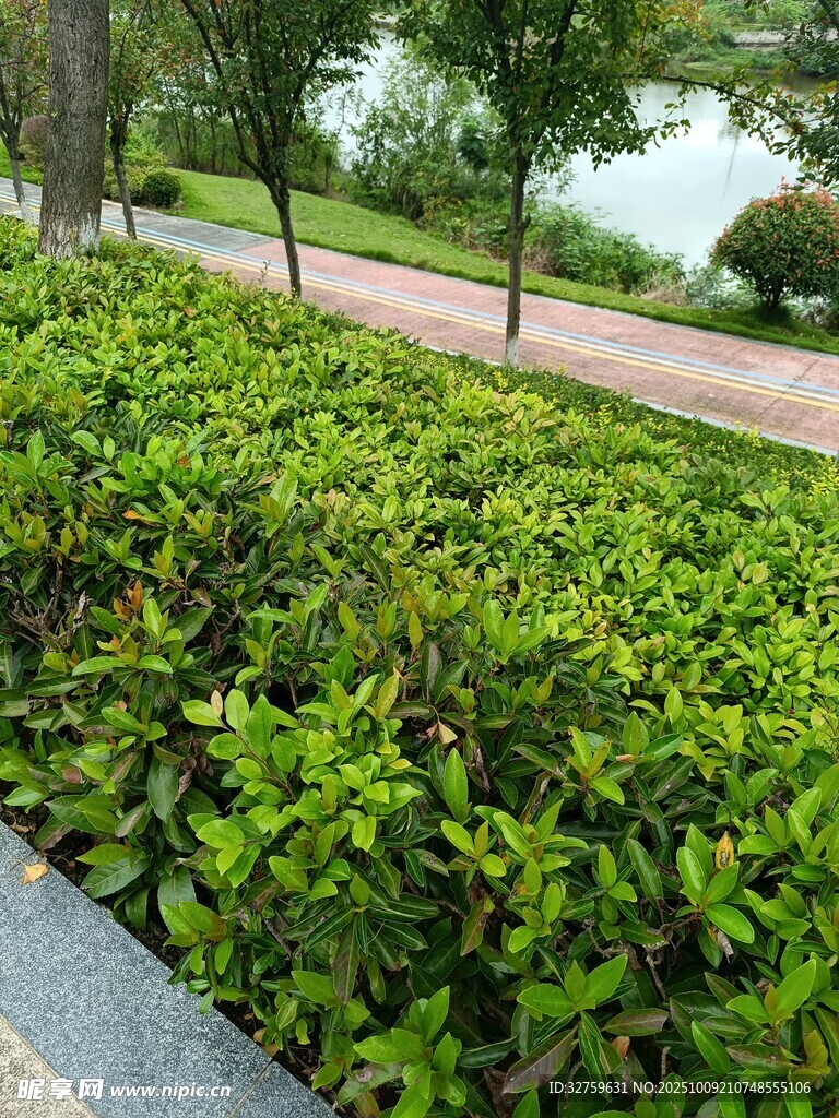 路边绿意盎然的灌木丛