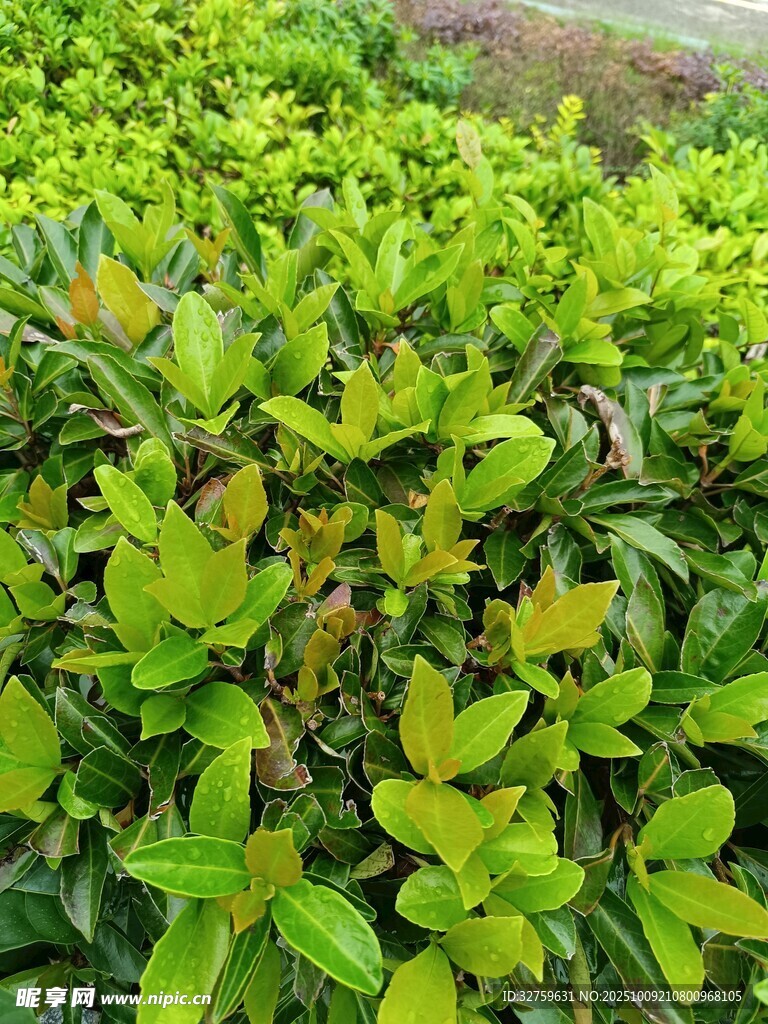 翠绿繁茂的绿叶植物