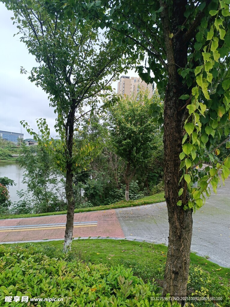 路边绿树与绿植景观