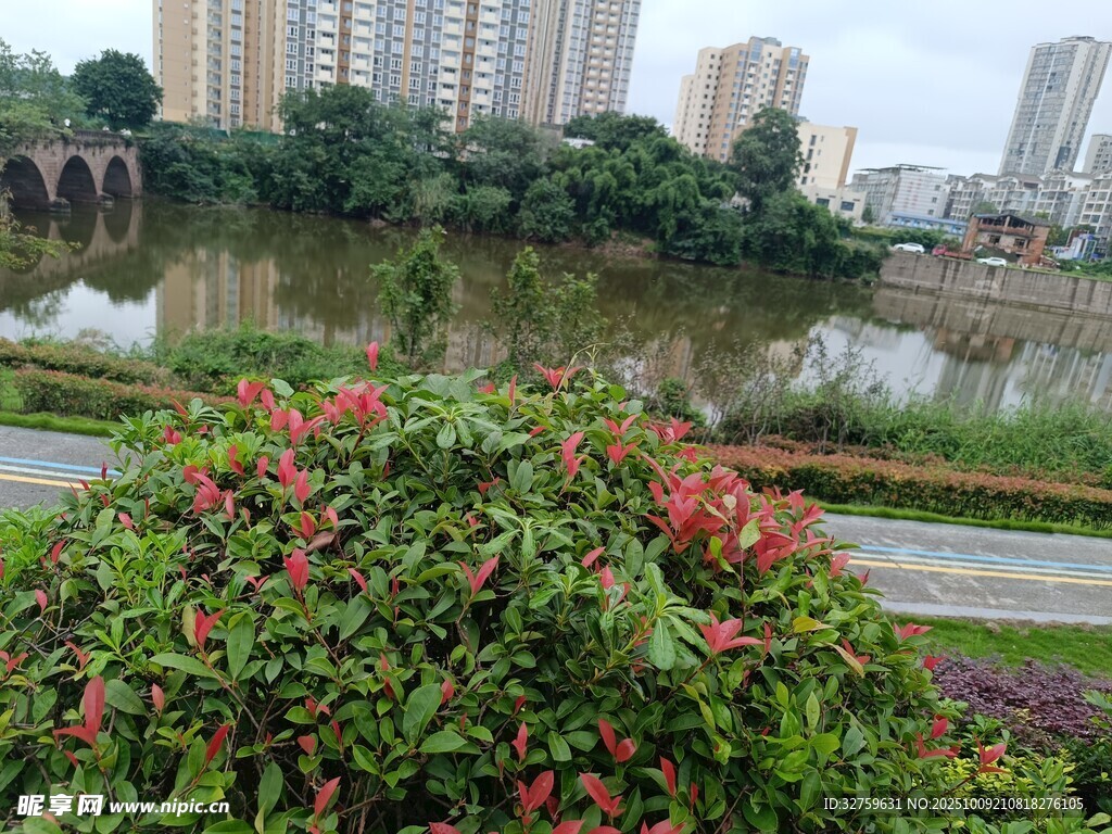 河畔繁花与远处高楼景观
