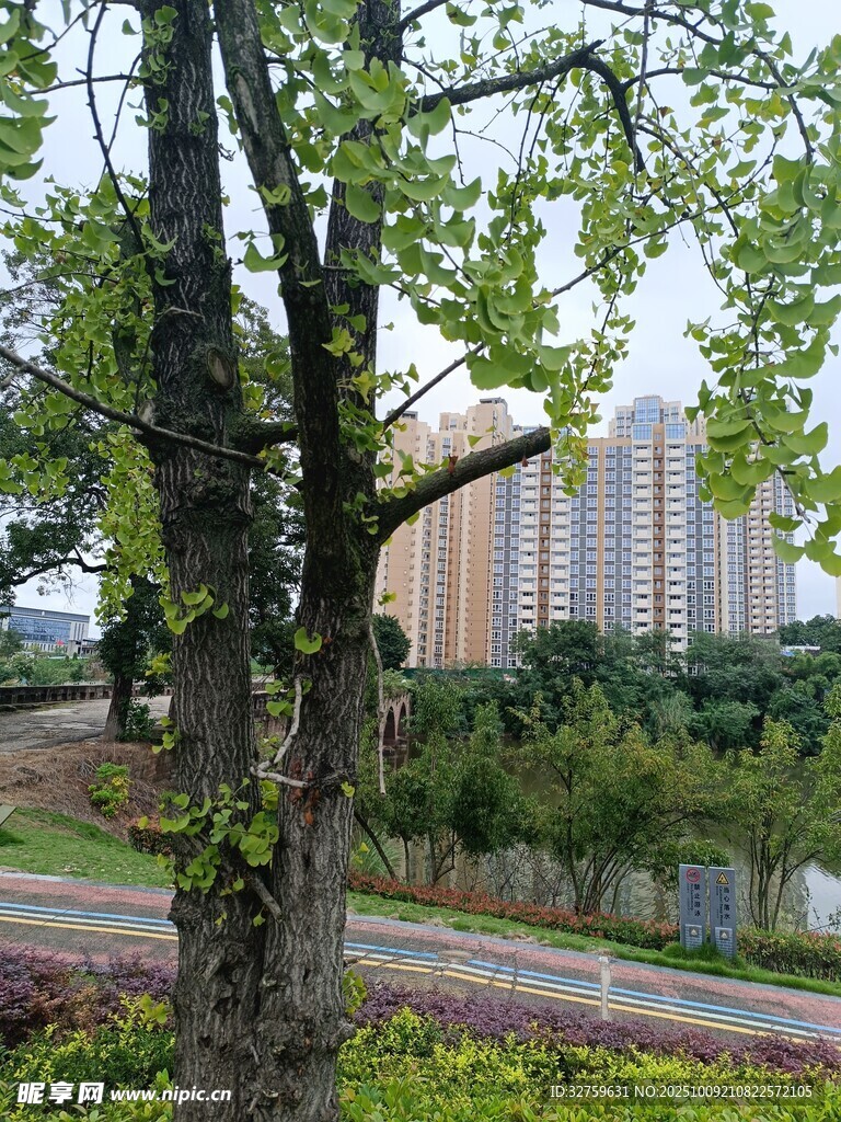 城市旁绿树环绕的宁静景致