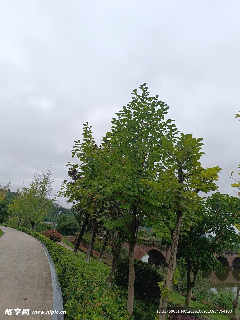 林荫小道旁的葱郁树木