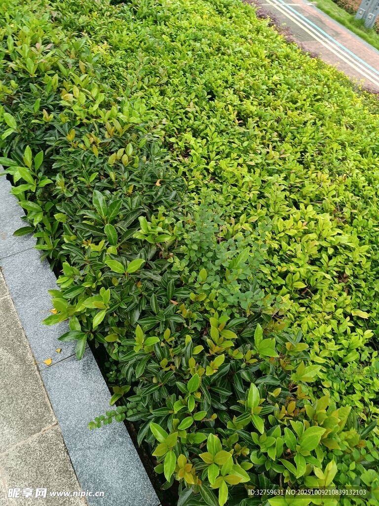 翠绿繁茂的路边灌木丛