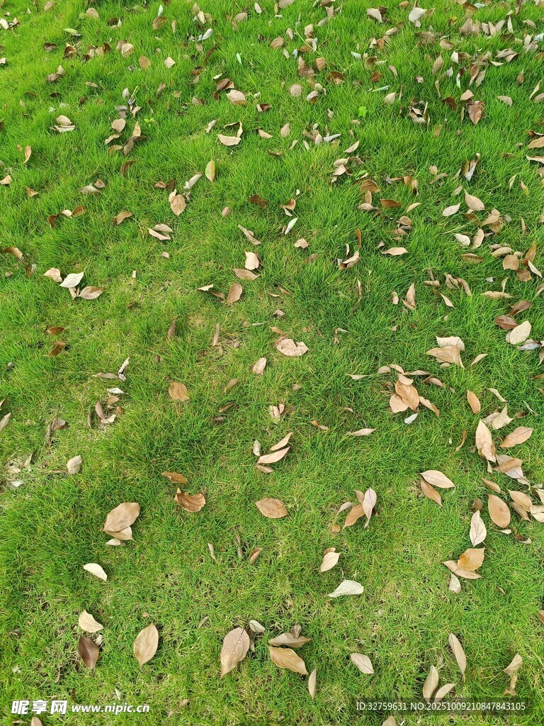 草地上散落的枯叶